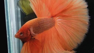 Ikan Cupang Halfmoon Ikan Cupang Halfmoon