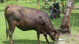 Polisi temukan sapi curian yang dibawa kabur kawanan pencuri. Polisi temukan sapi curian yang dibawa kabur kawanan pencuri.