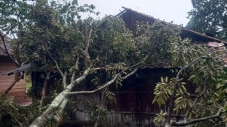 Angin Kencang Terjang Lampung Utara, Puluhan Rumah Porak-poranda Tertimpa Pohon Tumbang
