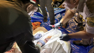Karantina Lampung Gagalkan Pengiriman 3 Ton Daging Ayam Ilegal