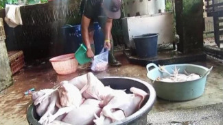 Harga Ayam Potong di Pringsewu Lampung Melonjak, Pedagang Sepi Pembeli