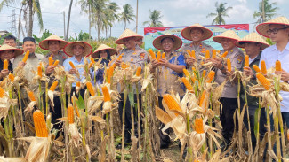 Dukung Swasembada Pangan, Polres Lampung Selatan Gelar Panen Raya Jagung Serentak Kuartal III