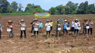 Dukung Ketahanan Pangan, Polsek dan Koramil Penengahan Tanam Jagung Serentak Kuartal IV