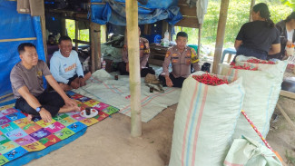 Kapolsek Banjar Agung Tinjau Lahan Cabai, Terungkap Fakta Mengejutkan: Petani Mampu Panen 300 Kg per Hari