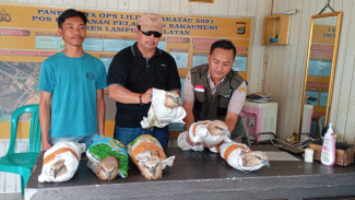 Petugas Karantina Lampung dan Bareskrim Polri Amankan 6 Ekor Elang Dilindungi di Pelabuhan Bakauheni