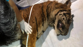 Tragis, Harimau Sumatera 'Bakas' yang Terjebak di Lampung Barat Mati Usai Dipindahkan