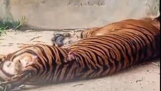 Kematian Harimau Sumatera 'Bakas' Disorot Tajam, Publik Desak Kemenhut dan Aparat Hukum Bertindak
