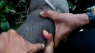 Tragis! Anak Gajah di TNWK Terjerat Kawat Berduri Pemburu Liar, Alami Luka Berat dan Pincang