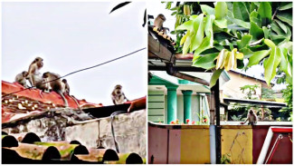 Kawanan Monyet Turun ke Permukiman Warga di Bandar Lampung, Diduga Cari Makanan