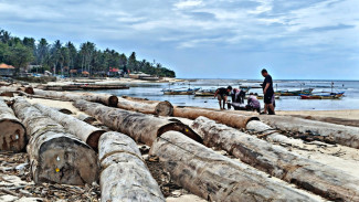 Sebulan Kayu Gelondongan Terdampar di Pesisir Barat, Nelayan Harap Kompensasi dan Tindakan
