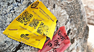 Jejak 'Barcode' pada Kayu Gelondongan yang Terdampar di Pesisir Barat