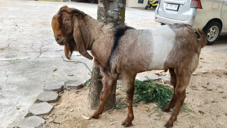 Jago Maling Kambing, Dua Pelaku Pencurian di Tanjung Bintang Diringkus Polisi