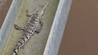 Heboh Kemunculan Seekor Buaya di Jembatan Way Sekampung Pesawaran