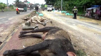 Rem Blong, Truk Muatan Sapi Pemicu Kecelakaan Beruntun di Bakauheni: Satu Orang Tewas