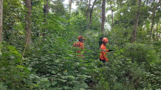Lansia 83 Tahun Hilang di Kebun Gadingrejo, Tim SAR Gabungan Kerahkan Drone untuk Pencarian