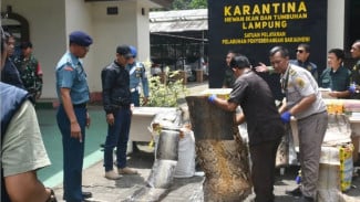TNI AL Gagalkan Penyelundupan Ratusan Kulit Ular Piton dan Kura-Kura Afrika di Bakauheni