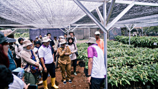 Lampung Timur Kembangkan Cocoa Agroforestry