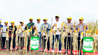 Panen Raya Jagung 32 Ton di Tanjung Bintang