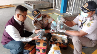 Modus Parcel, Karantina Lampung Gagalkan Pengiriman 5.250 Benih Sawit Ilegal di Bandara