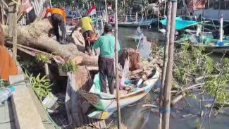 Pohon Tua Tumbang di Bantaran Sungai Lebak Bangkalan, Dua Perahu dan Warung Tertimpa