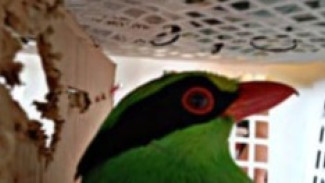 Permintaan Pasar Jawa Picu Perdagangan Burung Liar dari Sumatra