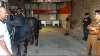 Lolos Seleksi, Sapi Limosin 920 Kg Milik Masmudi Siap Jadi Hewan Kurban Presiden Prabowo di Lampung Utara