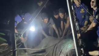 Dramatis, Damkarmat Bandar Lampung Evakuasi Kerbau 300 Kg dari Sumur Tua Sedalam 8 Meter