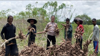 Sokong Ketahanan Pangan, Bhabinkamtibmas Polsek Menggala Turun ke Ladang Bantu Warga Panen Singkong