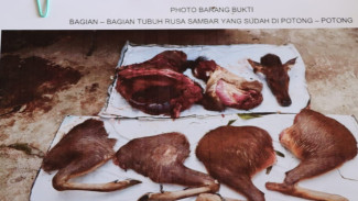 Bantai Rusa Sambar di TNBBS, Lima Pemburu Liar Diringkus Tim Gabungan Polres Tanggamus