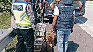 203 Burung Liar Diselamatkan dari Perdagangan Ilegal di Jalur Lintas Sumatra