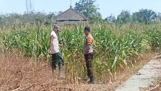 Sokong Ketahanan Pangan, Bhabinkamtibmas Polsek Menggala Turun ke Kebun Ajak Warga Maksimalkan Lahan Kosong