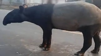 Viral Hewan Tapir di Mesuji Lampung, KSDA Imbau Masyarakat Tidak Ganggu Satwa Liar Dilindungi