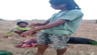 Muncul di Lintas Timur Mesuji, Tapir Dilindungi Berakhir Tragis di Tangan Warga
