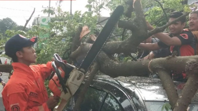 Personil BPBD Bandarlampung Evakuasi Pohon Tumbang