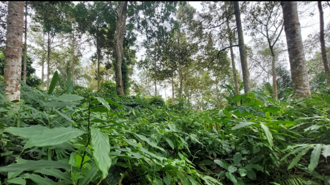 Tanaman Agroforestri di Lampung