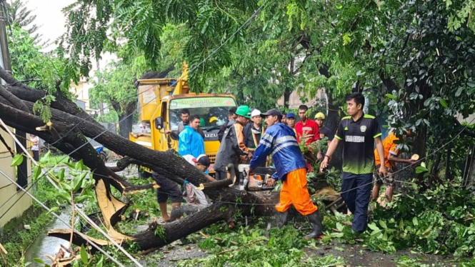 Petugas Mengevakuasi Pohon Tumbang
