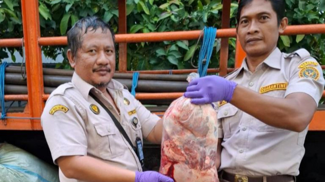 Petugas amankan daging celeng seberat 390 kilogram asal Bengkulu.