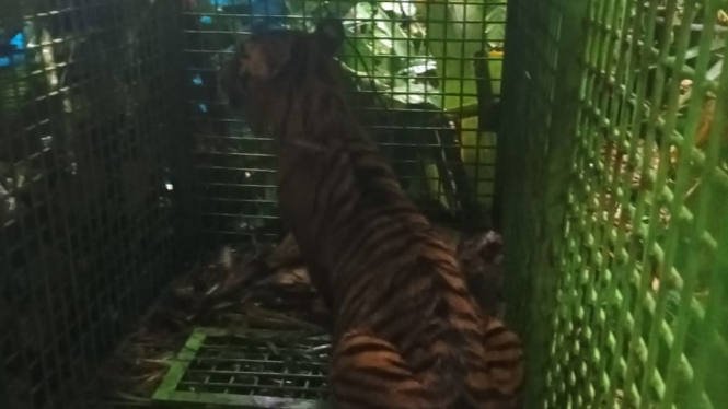 Harimau sumatera di TNBBS masuk perangkap jebakan.