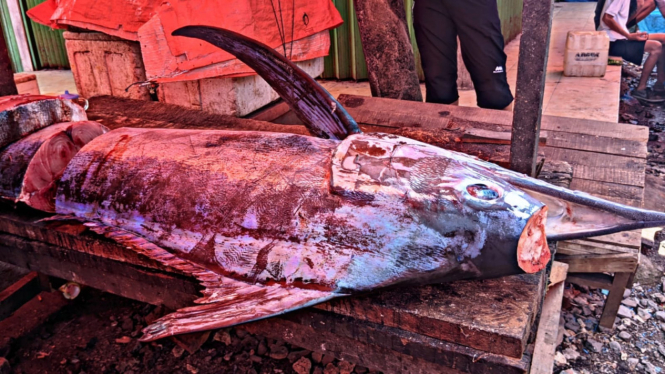 Ikan tuhuk di Pesisir Barat Lampung