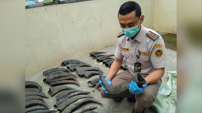 70 Tanduk Kerbau Tak Berdokumen