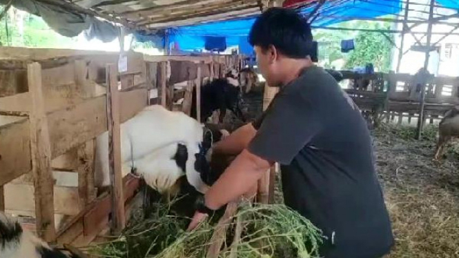 Penjualan hewan kurban dimulai ramai di Lampung Selatan