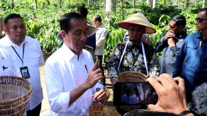 Presiden Joko Widodo panen kopi di Lampung Barat.