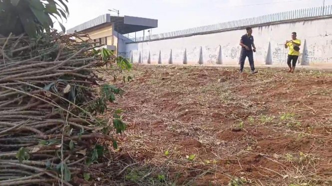 Tanaman singkong rusak akibat diterpa angin Helikopter.