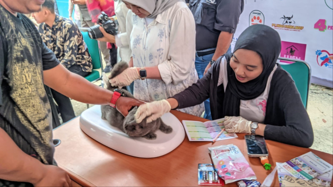 Cek kesehatan kucing dalam kegiatan Pelantikan PDHI