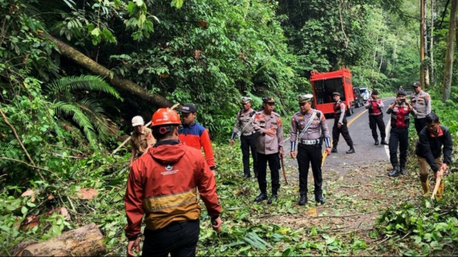 Pohon Tumbang di KM 17 Jalan Lintas Liwa-Krui, Lampung Barat.