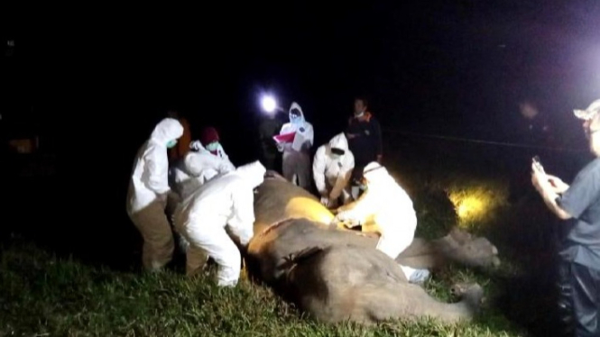 Gajah sumatera bernama Bunga di TNWK ditemukan mati.