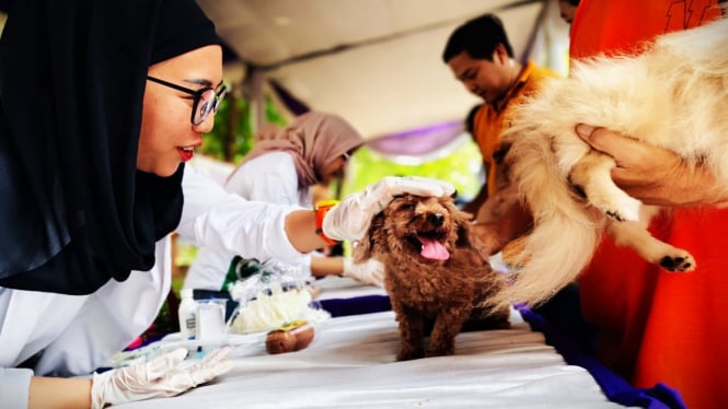 Petugas melakukan vaksinasi rabies ke anjing.