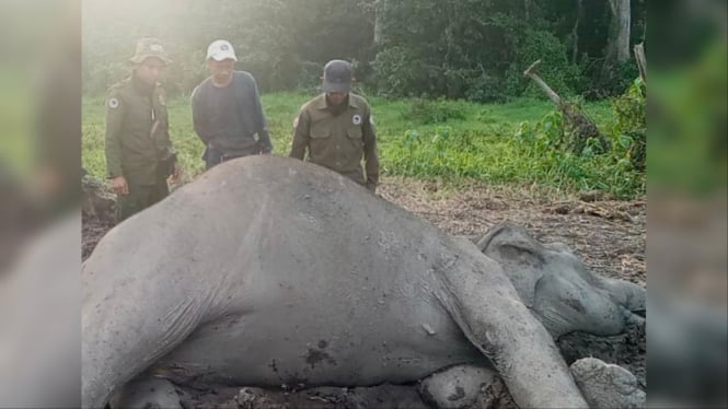 Seekor gajah sumatera mati