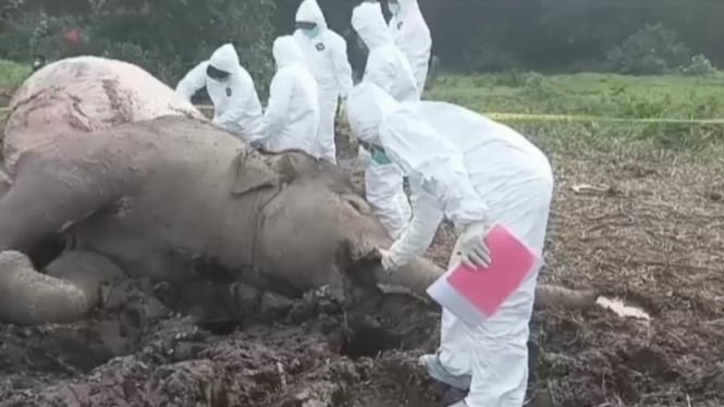 Tim medis mengambil sampel gajah liar betina yang mati di TNWK.