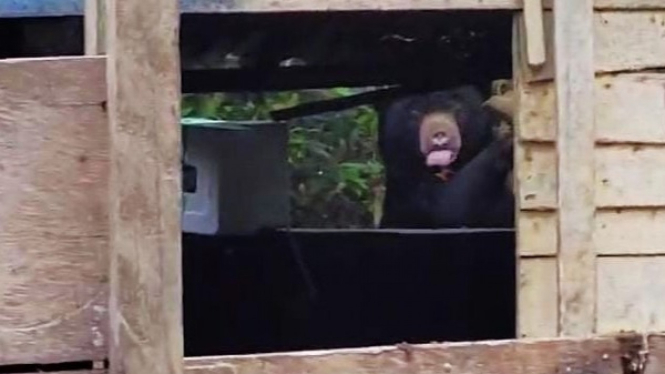 Penampakan Beruang Madu "Ngidam" Sampah di TNBBS Lampung.